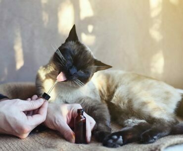 Benefits of CBD for cats