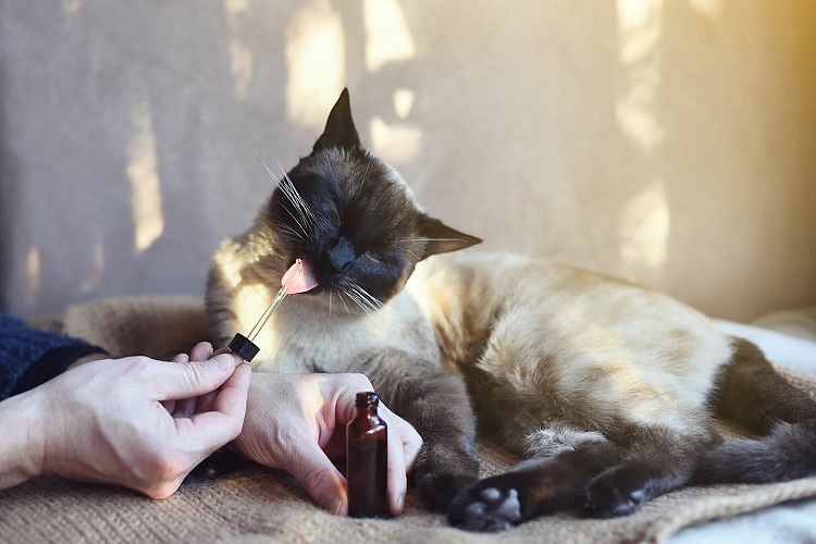 Benefits of CBD for cats