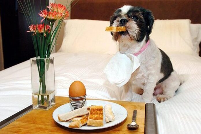 Dogs Breakfasts