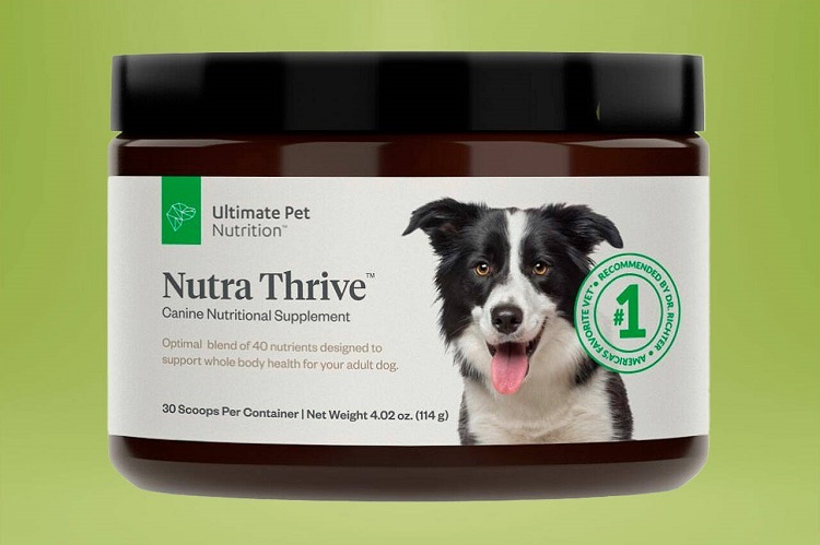 Best Veterinary Vision Supplements For Your Dog