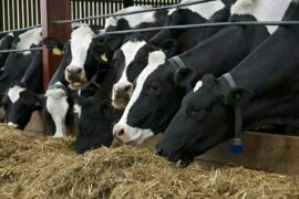 Herd Health & Preparing Cattle For Breeding Season