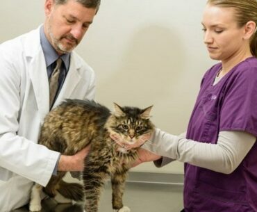 Questions to Ask a New Veterinarian