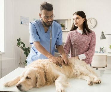 How To Make The At – Home Pet Euthanasia Process Easy For You And Your Dog?