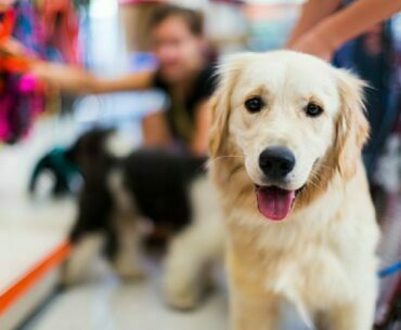 Selecting The Right Pet Store