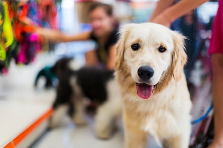 Selecting The Right Pet Store