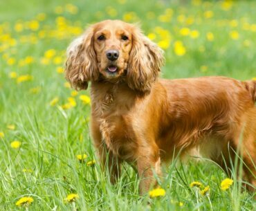 Things To Know About Cocker Spaniel Breeders